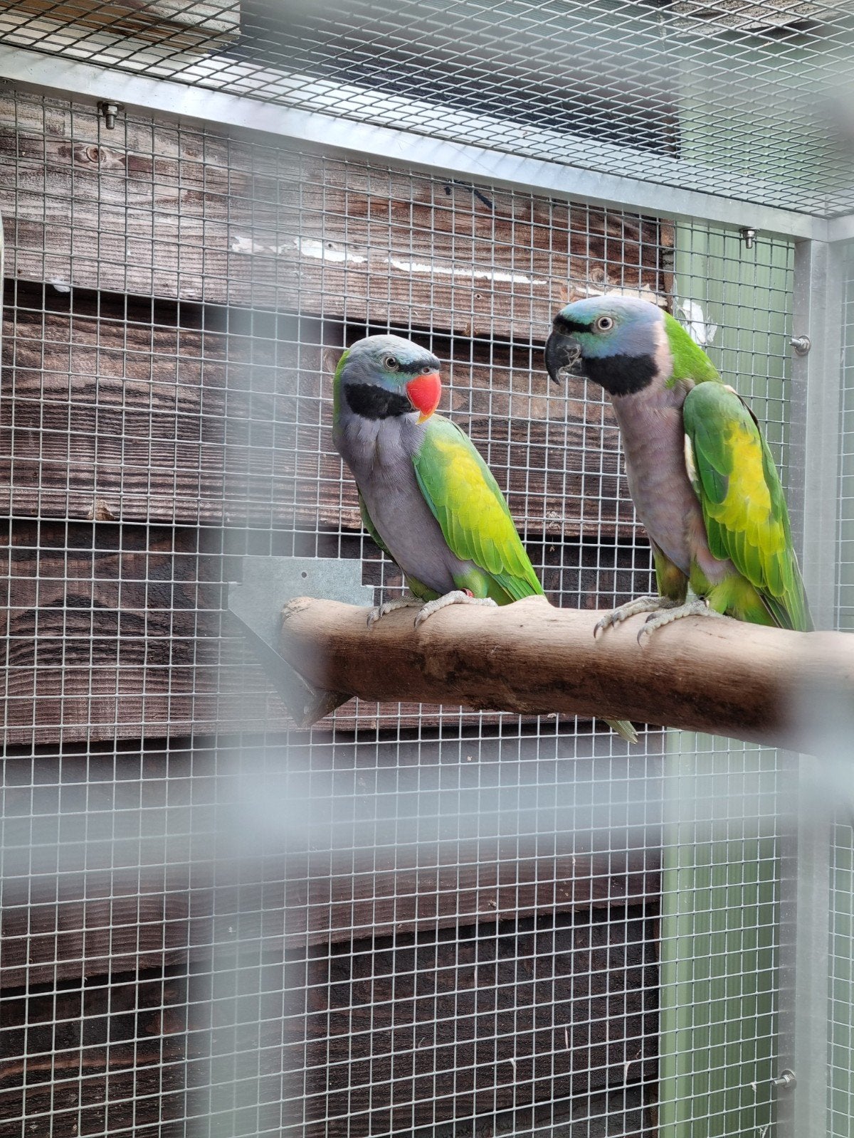 kweekkoppel Derbyan Parkieten, Meerdere dieren, Parkiet, Geringd