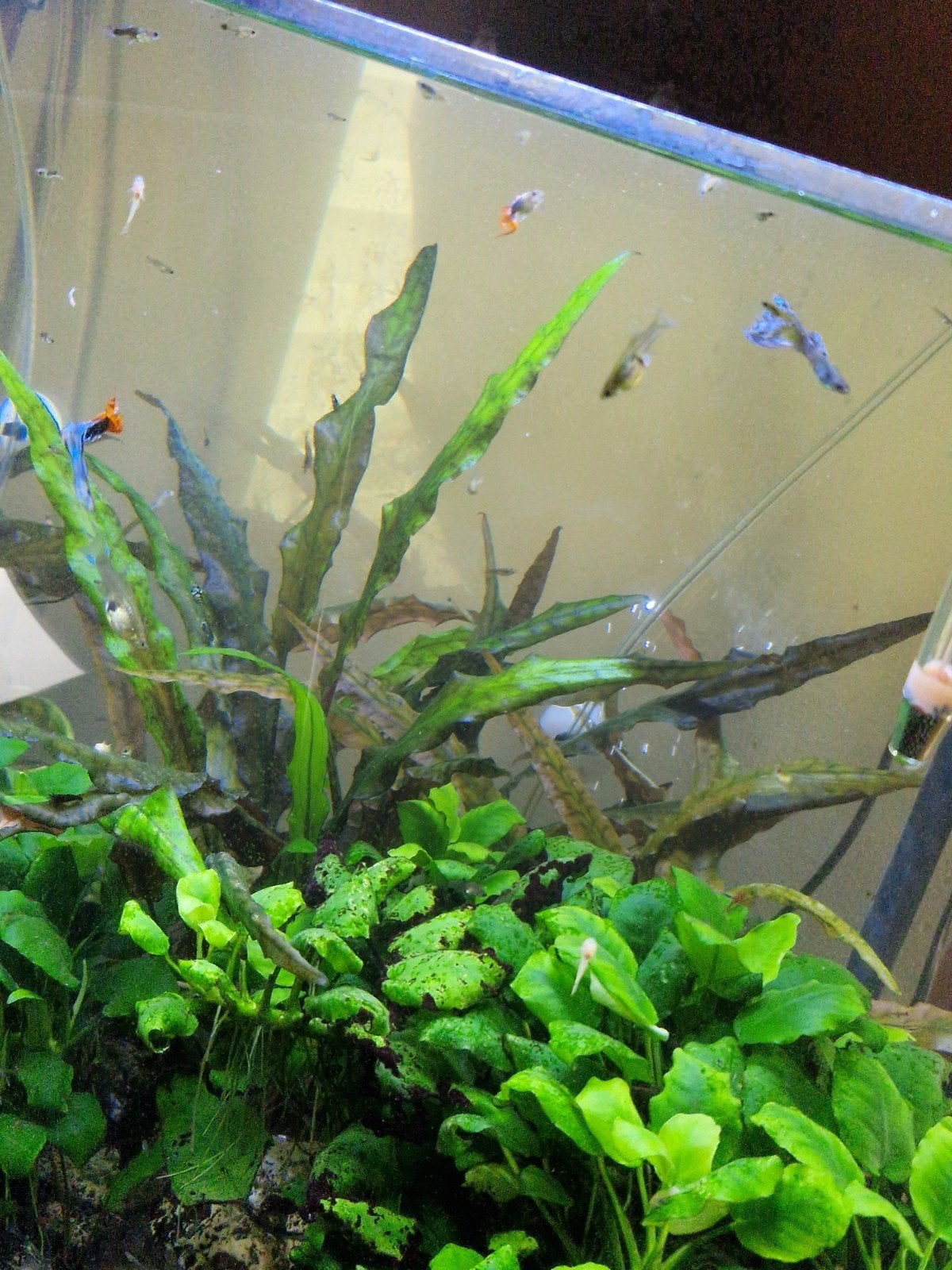 kruising blue moscow baby guppen, Vis
