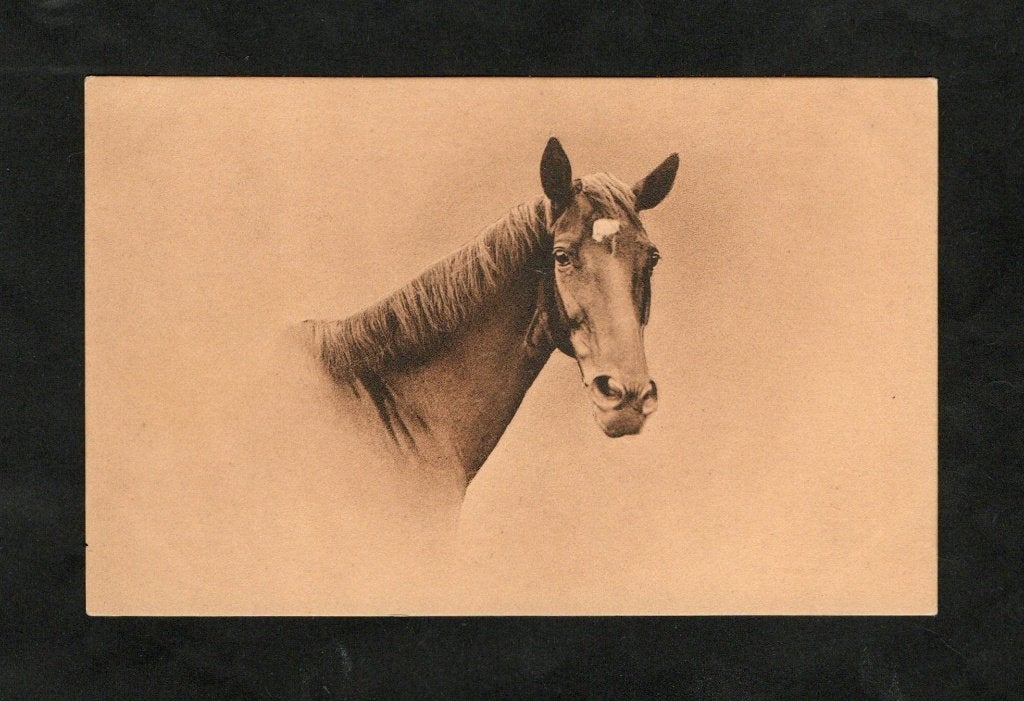 Ansichtkaart Paard Jaren 20 (2)., Ophalen of Verzenden, 1920 tot 1940, Ongelopen, Paard