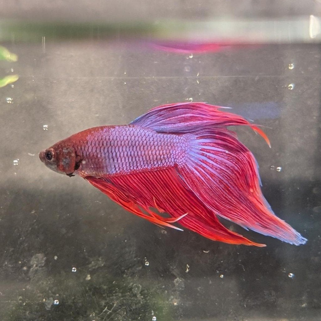 Betta Splendens Man Roze, Dieren en Toebehoren, Vis