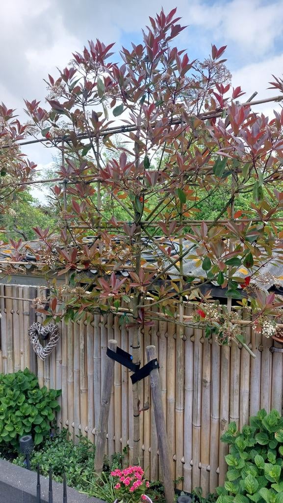4 maal leiboom photinia red Robin stamhoogte 120cm, Tuin en Terras, Planten | Bomen, Ophalen of Verzenden, Lente, Halfschaduw