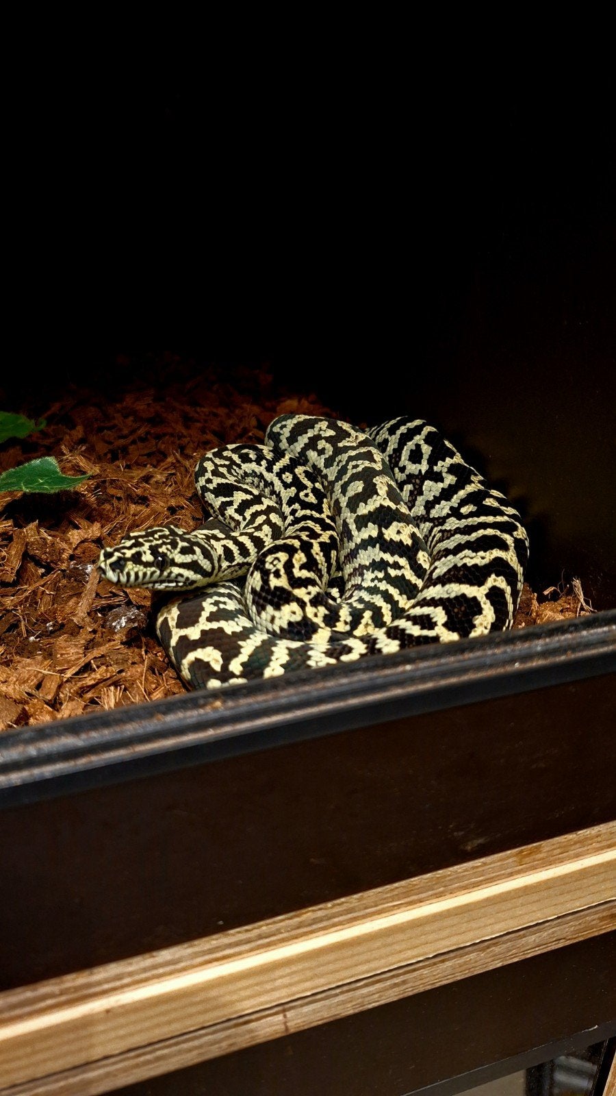 morelia spilota cheynei Carpet Python - male for sale from Hoogeveen