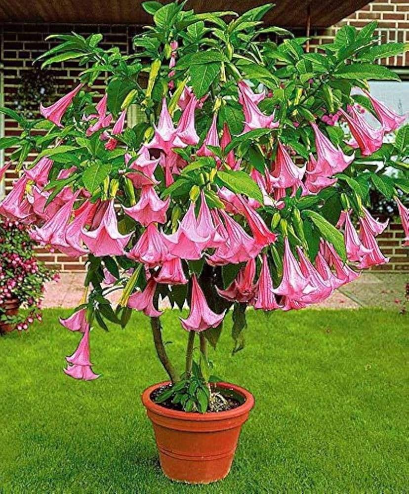 Brugmansia, Angel's Trumpet zaadjes, meerdere kleuren, Verzenden, Volle zon