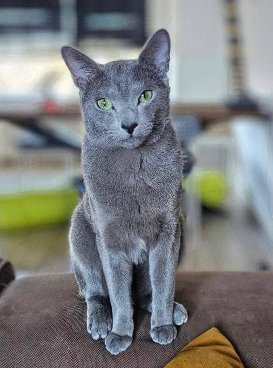 Ervaren Blauwe Rus Dekkater – niet te koop, 0 tot 2 jaar