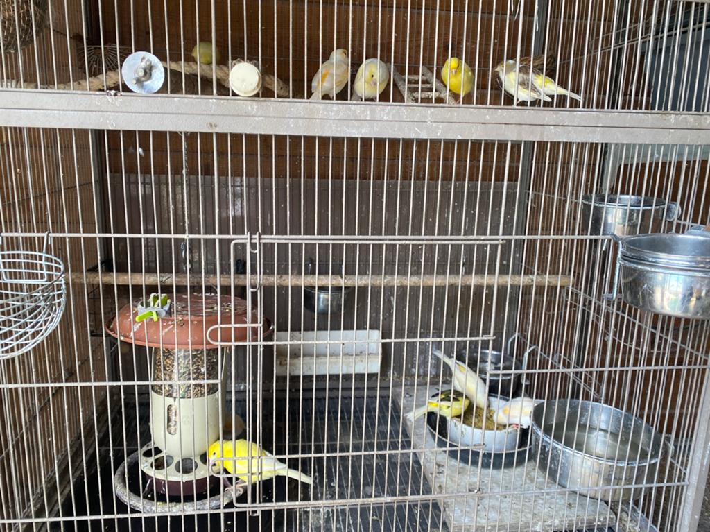11 broedrijpe kanaries uit grote buitenvoliere, Meerdere dieren, Kleurkanarie
