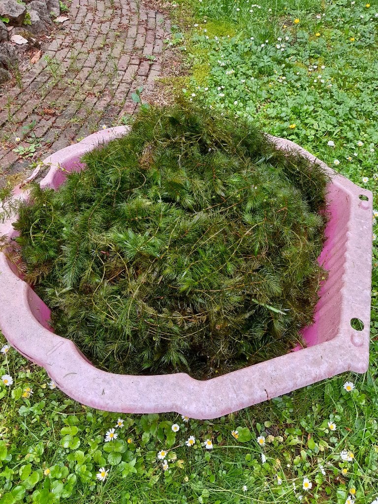 Vijverplanten, Ophalen, Nieuw