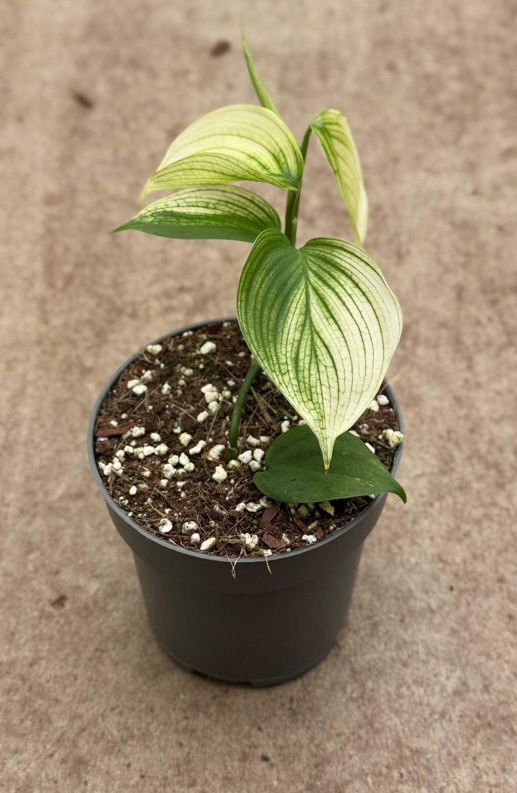 Scindapsus White Monster, Huis en Inrichting, Kamerplanten, Ophalen of Verzenden, Halfschaduw, Minder dan 100 cm