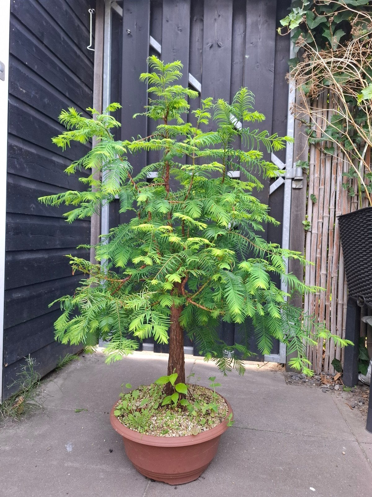 Metasequoia bonsai boom, Ophalen, Bloeit niet, Halfschaduw, Overige soorten