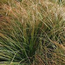 Carex testacea Prairie Fire - Oranje Zegge, Ophalen, Vaste plant, Siergrassen, Halfschaduw