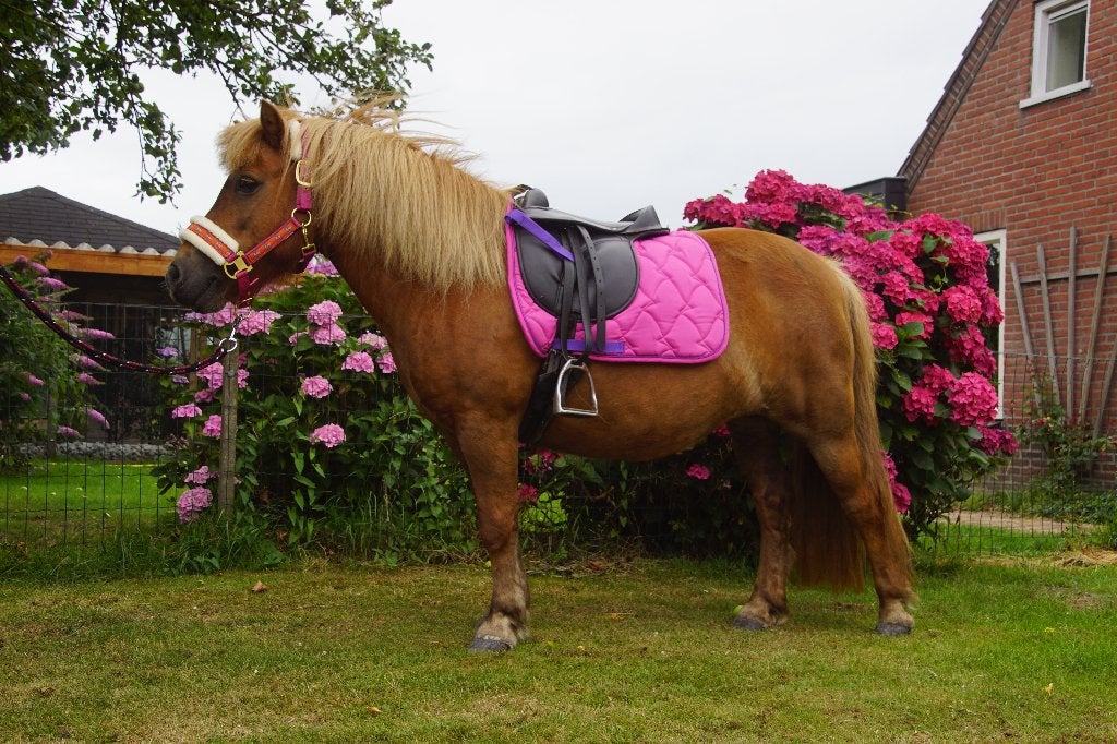 Lieve brave kinderpony, Dieren en Toebehoren, Pony's, Merrie, Met stamboom, A pony (tot 1.17m), 11 jaar of ouder
