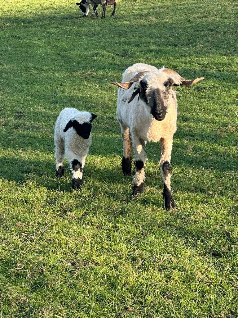 Walliser schwarsznaze met ramlam, Vrouwelijk, Schaap, 0 tot 2 jaar