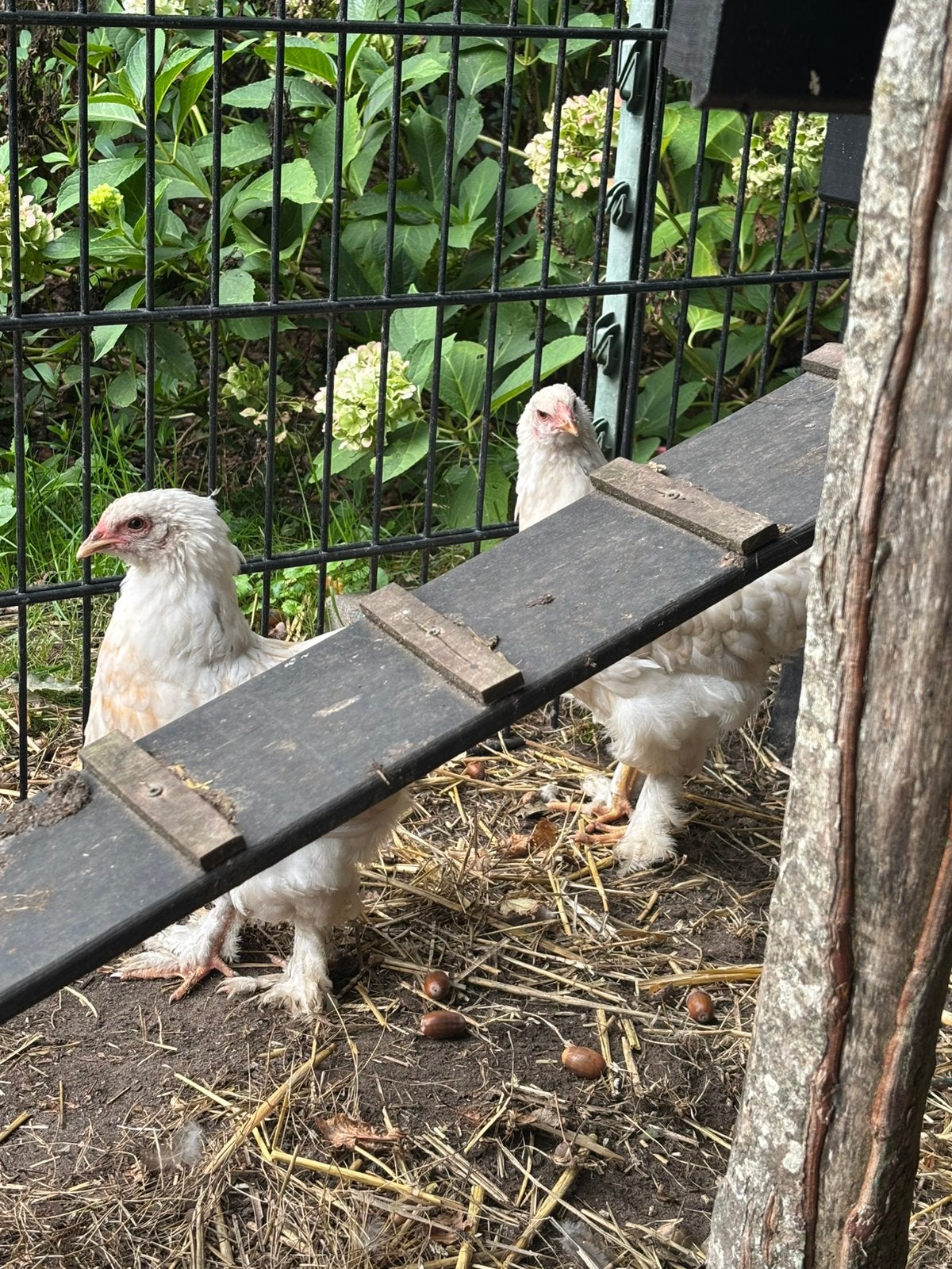 Twee brahma hennen jong, Vrouwelijk, Kip