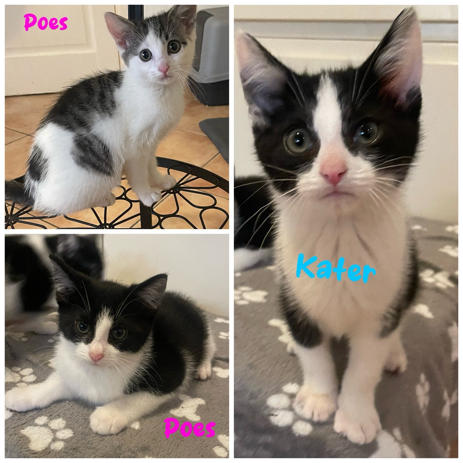 Kittens, Meerdere dieren
