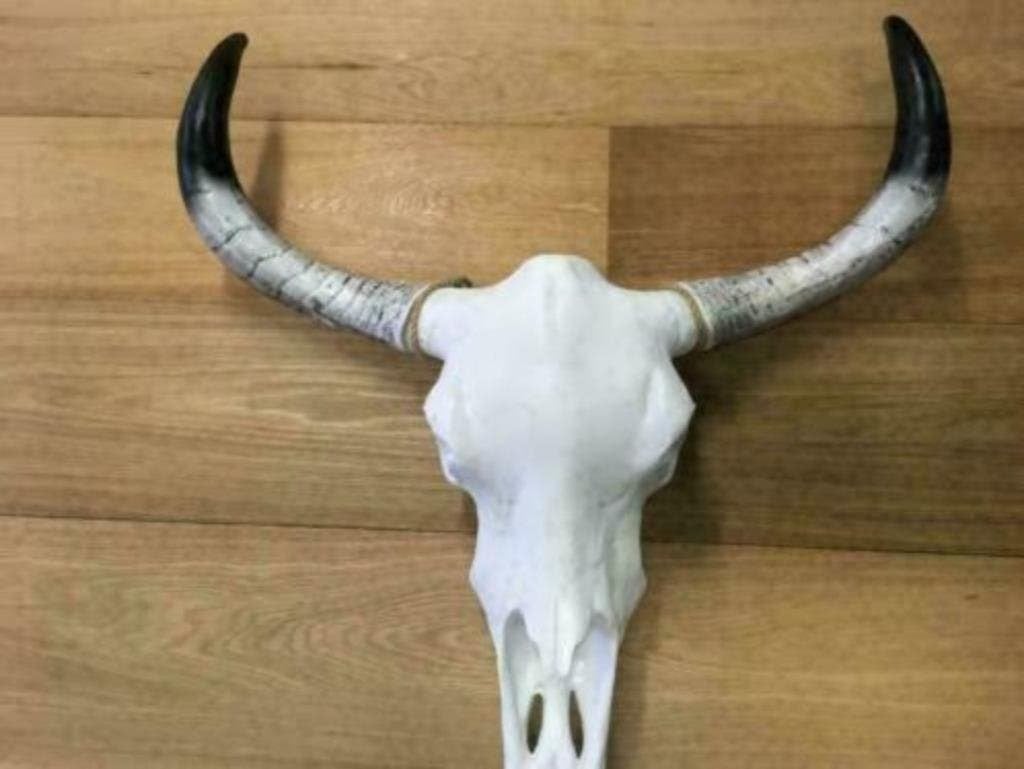 Bizon skull spanwijdte ruim 70cm  mt zwarte hoorns.