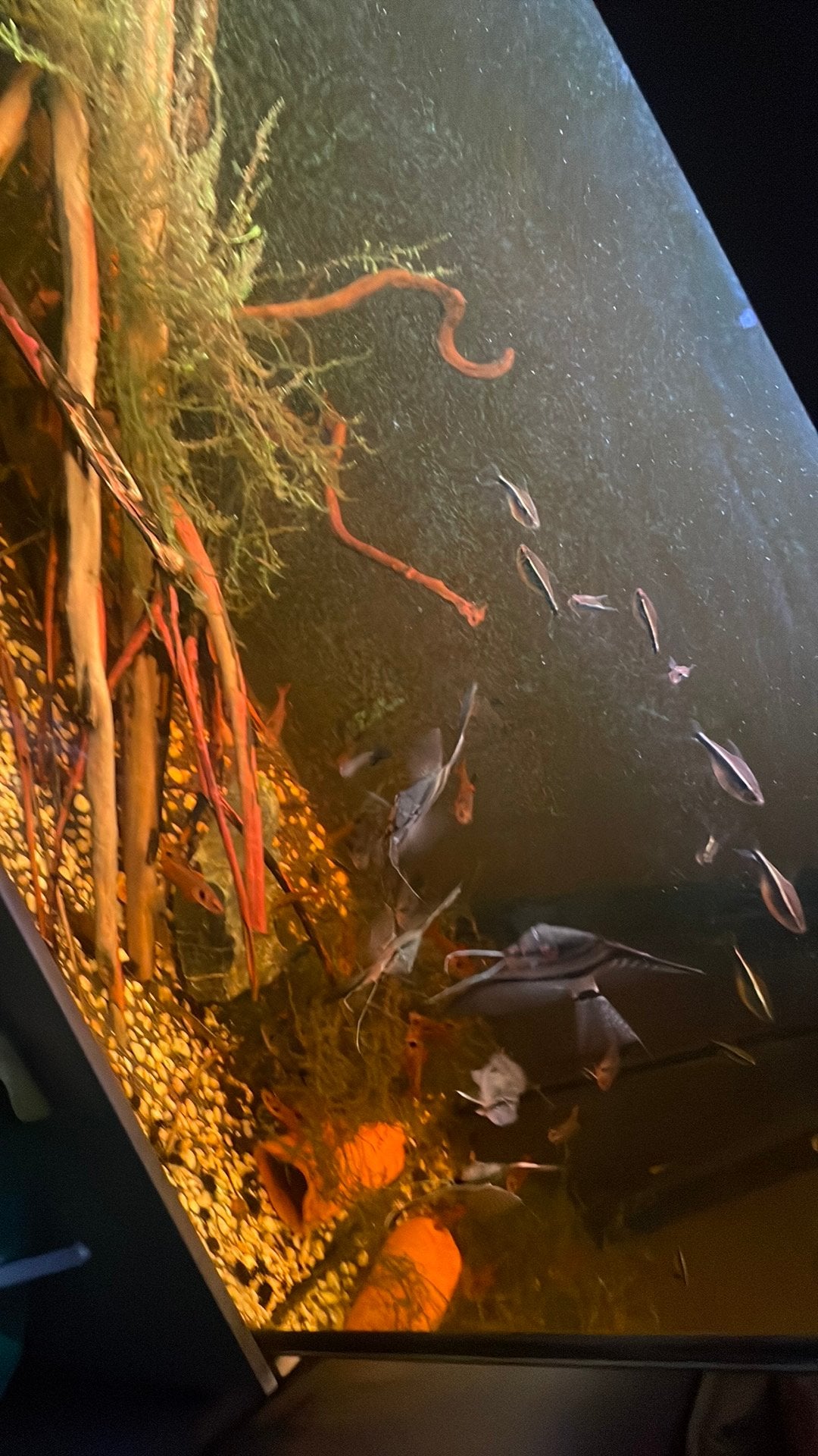 Aquarium vissen, Dieren en Toebehoren, Ophalen, Zo goed als nieuw, Overige typen