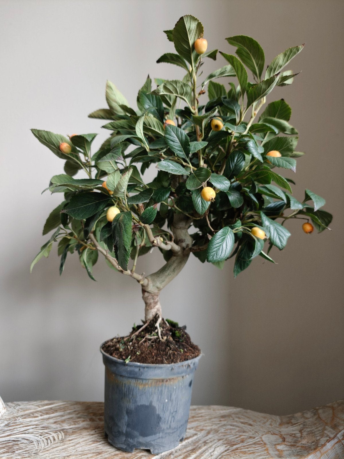Crataegus meidoorn pre bonsai 15 jaar, Bloeit niet, Halfschaduw, Minder dan 100 cm, Overige soorten