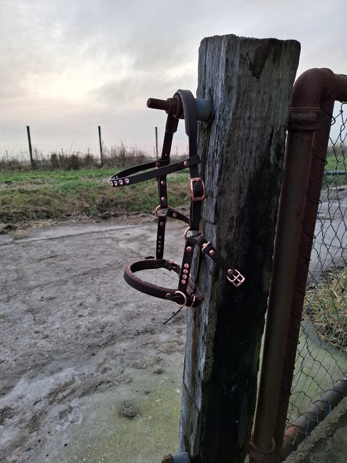 Mini/shet hoofdstel, Dieren en Toebehoren, Ophalen of Verzenden