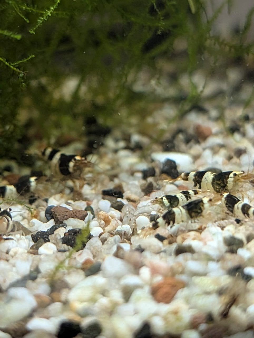 crystal black garnalen, Dieren en Toebehoren, Kreeft, Krab of Garnaal, Zoetwatervis