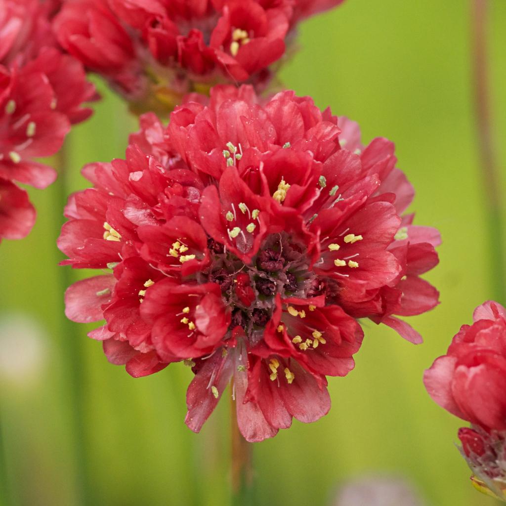 Zaden Engels gras rood (Armeria pseudoarmeria Ballerina Red), Ophalen of Verzenden, Voorjaar, Volle zon, Zaad