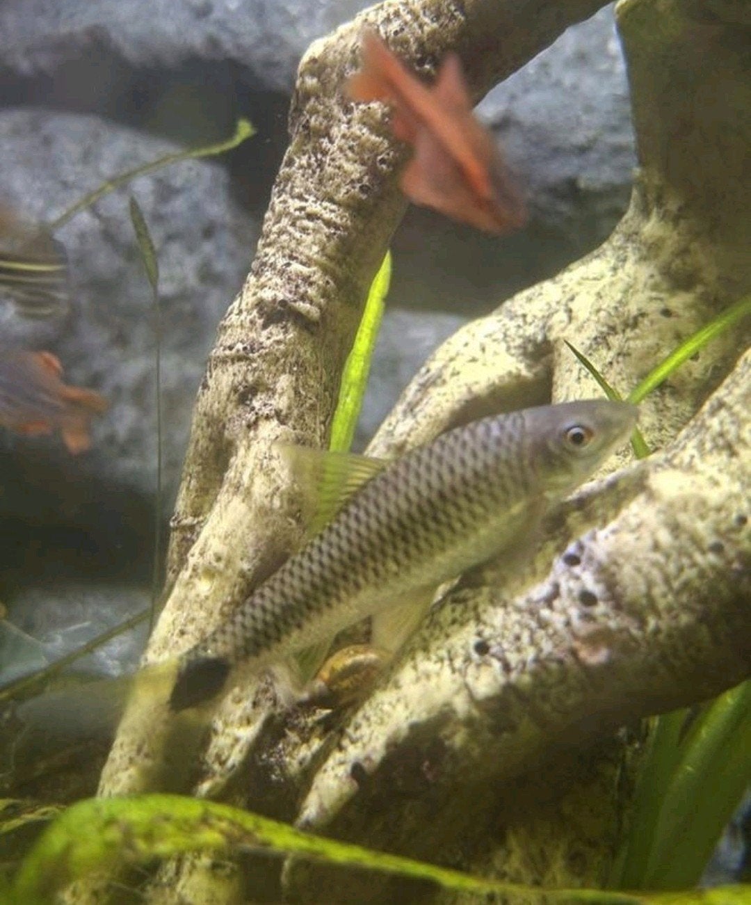 Gratis af te halen, 2 algeneters, Dieren en Toebehoren, Vissen | Aquariumvissen, Vis, Zoetwatervis