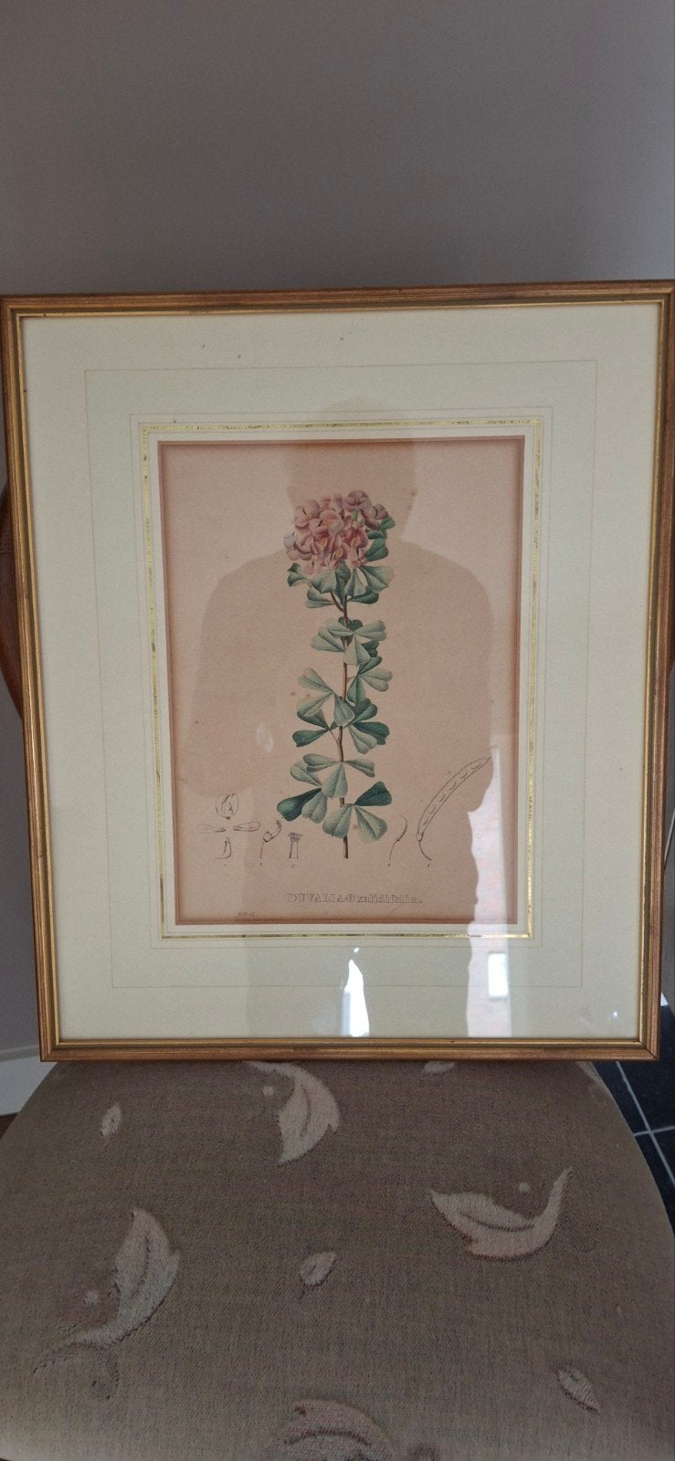 Oud-handgekleurde lithografie 'Duvalia Oxalidifolia', Ophalen