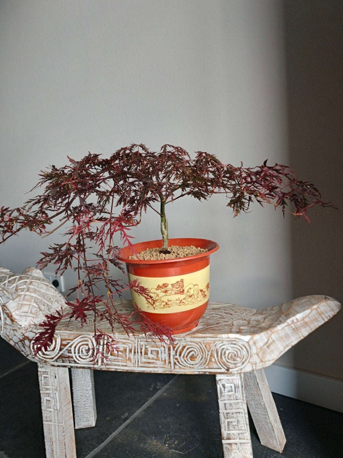 Acer Japanse Esdoorn Garnet bonsai, Bloeit niet, Halfschaduw, Minder dan 100 cm, Overige soorten