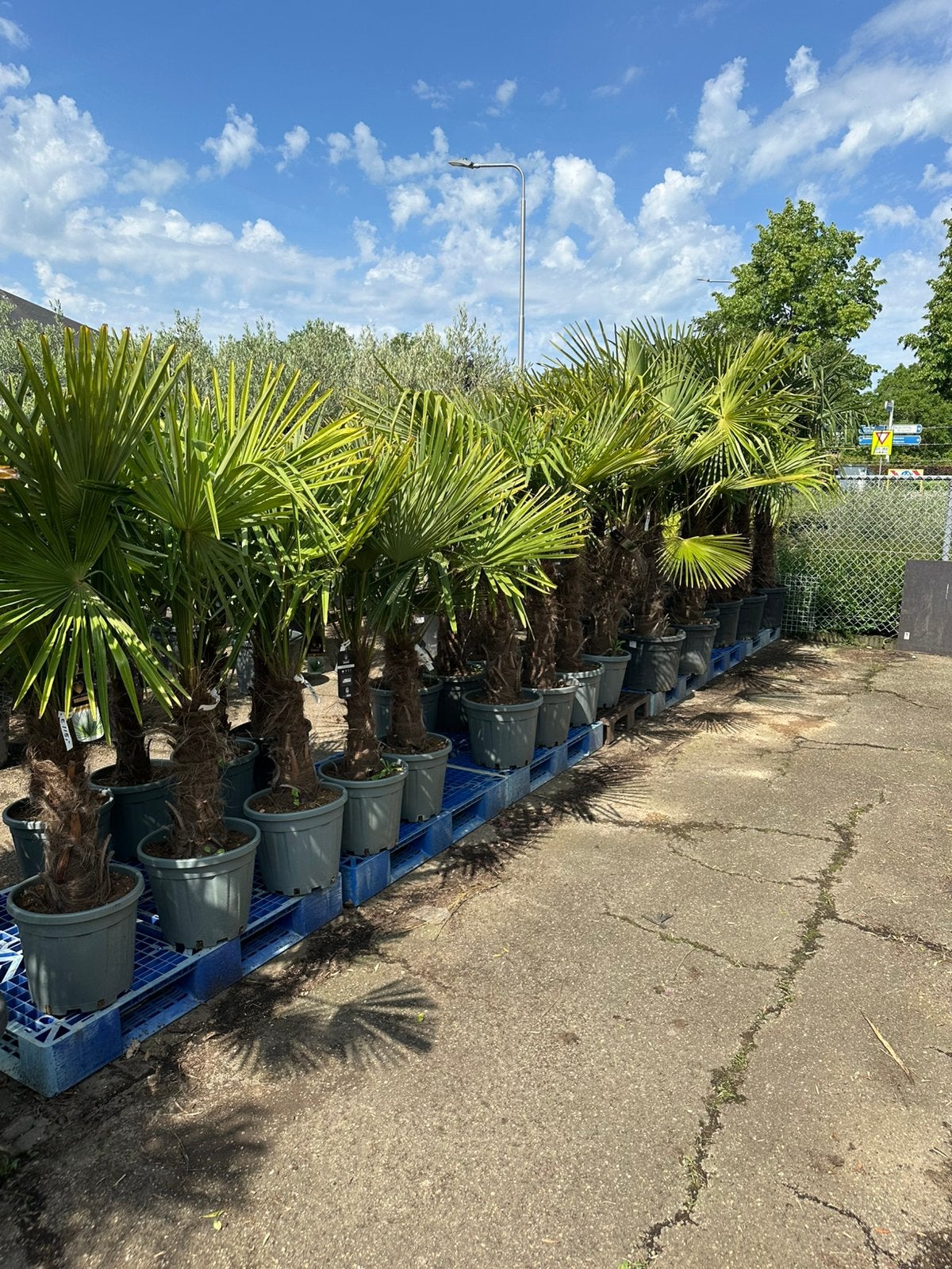 Trachycarpus fortunei palmen palmbomen, Tuin en Terras, Planten | Bomen, Volle zon, Ophalen of Verzenden, 100 tot 250 cm, Zomer