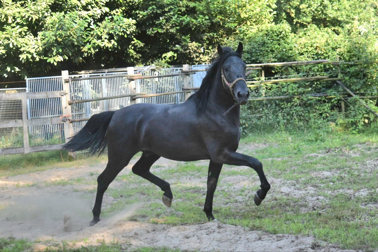 Super mooie grote pre met een top fijn karakter., Dieren en Toebehoren, Hengst, Dressuurpaard, 0 tot 2 jaar