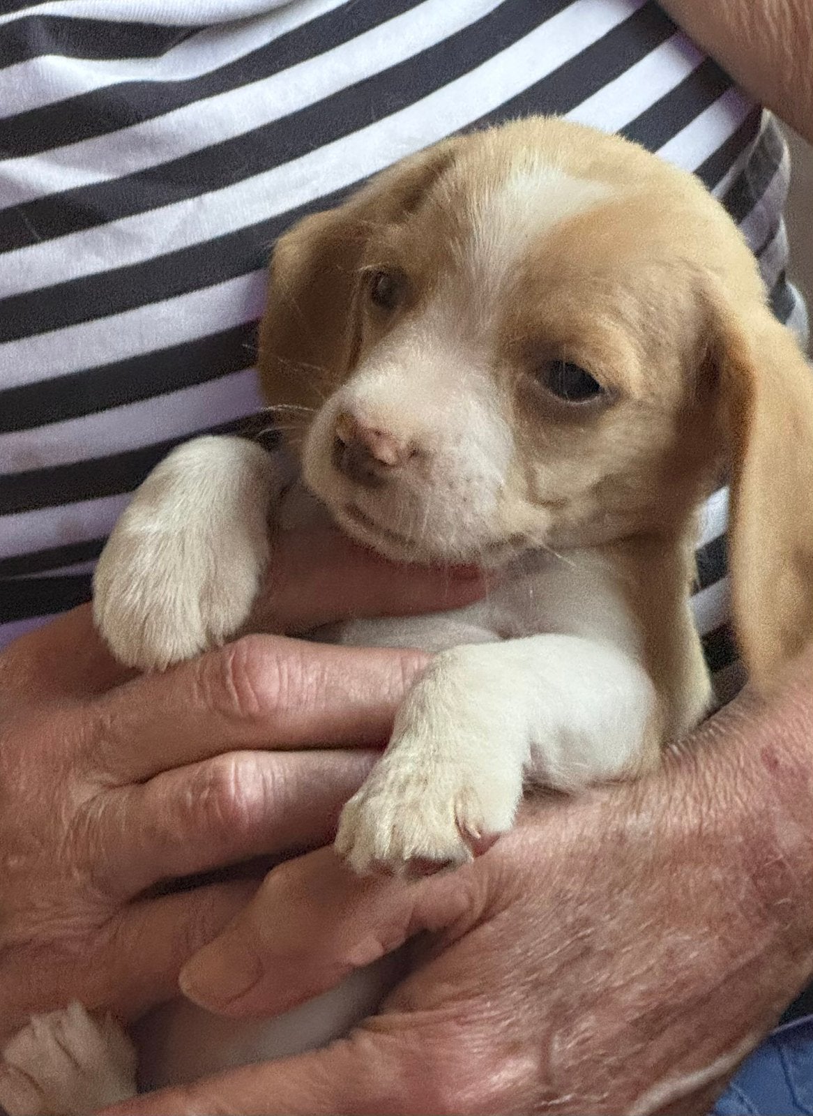 Beaglepups beschikbaar!!, Dieren en Toebehoren, Honden | Beagles, Bassets en Lopende honden, Parvo, Beagle, 8 tot 15 weken, Meerdere