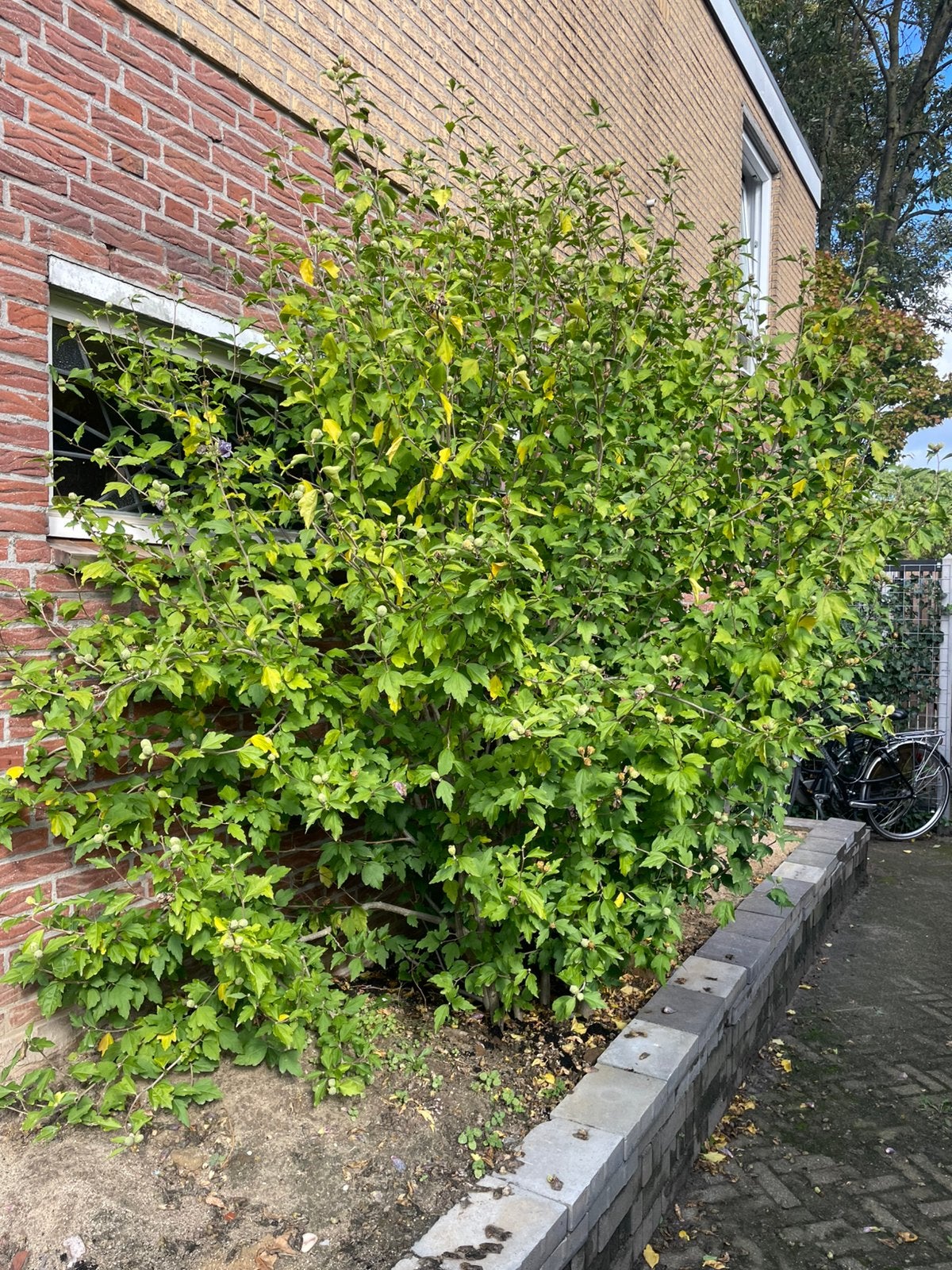 Grote gezonde hibiscus plant, Ophalen, Overige soorten