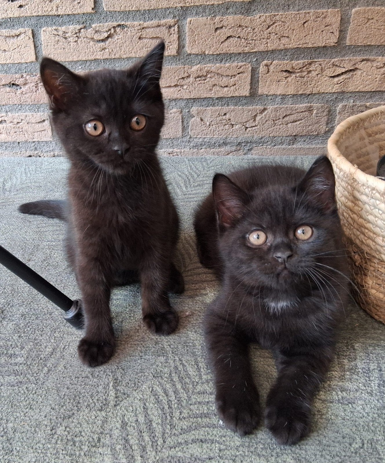 Britse korthaar kittens zeer mooi en gezond, Dieren en Toebehoren, Meerdere dieren, Ontwormd
