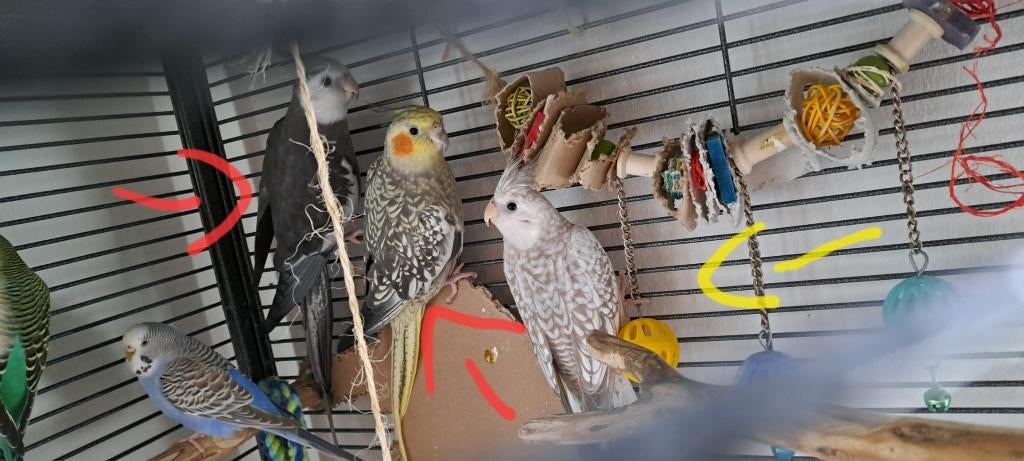 Valkparkieten zoeken een liefdevol nieuw thuis, Meerdere dieren, Parkiet