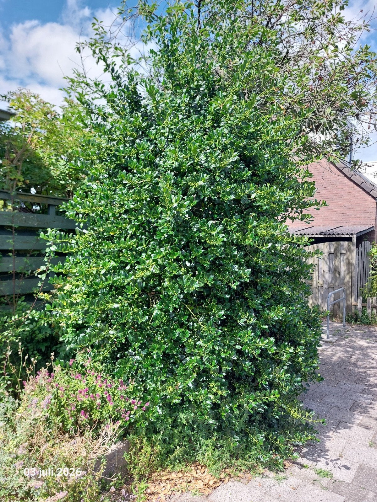 Tuinplanten zelf uitgraven gratis., Tuin en Terras, Planten | Bomen, Ophalen, Bloeit niet, Halfschaduw, Overige soorten