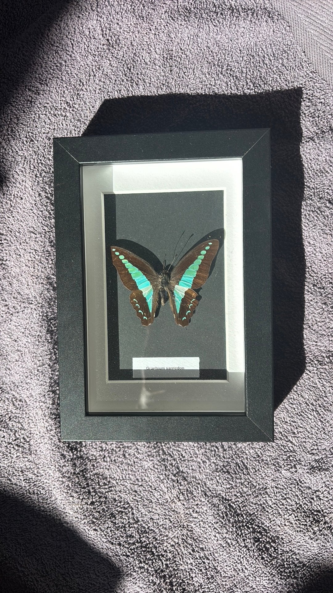 Geprepareerde vlinder in lijst, Verzamelen, Dierenverzamelingen, Ophalen of Verzenden, Nieuw, Insect, Opgezet dier
