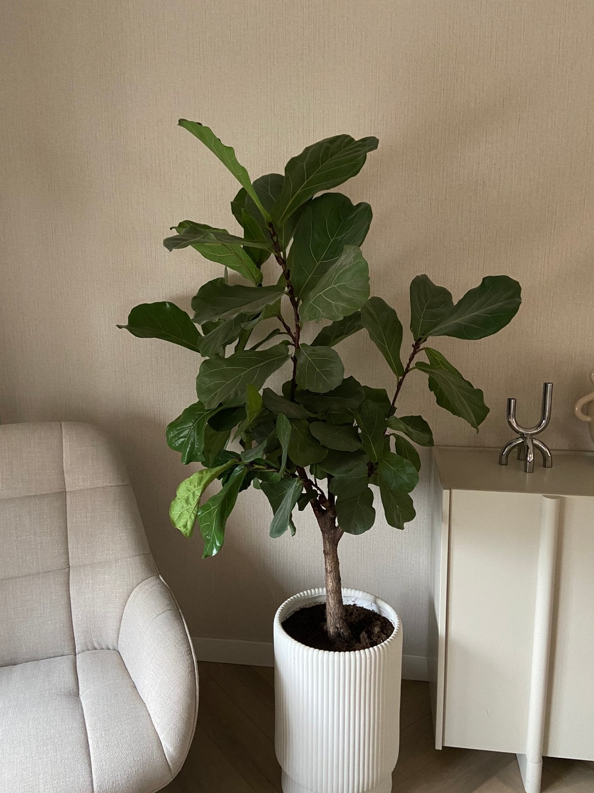 Ficus Lyrata op stam, Ophalen, Ficus, 100 tot 150 cm, Halfschaduw
