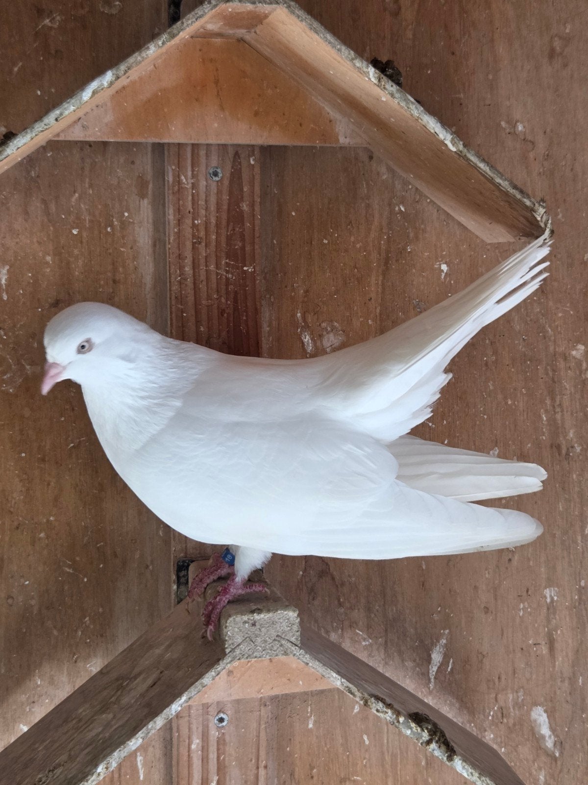 Nederlandse Hoogvliegers en OR, Dieren en Toebehoren, Vogels | Duiven, Meerdere dieren, Overige soorten