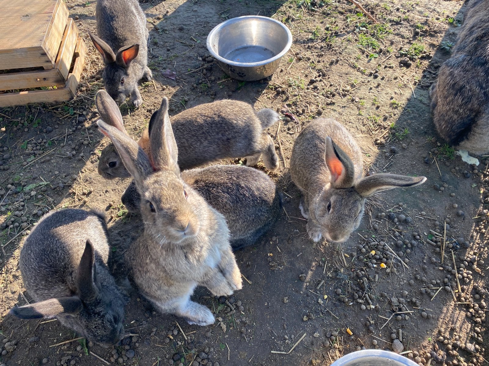 Jonge Lotharinger konijntjes konijnen, Dieren en Toebehoren, Meerdere dieren, Groot