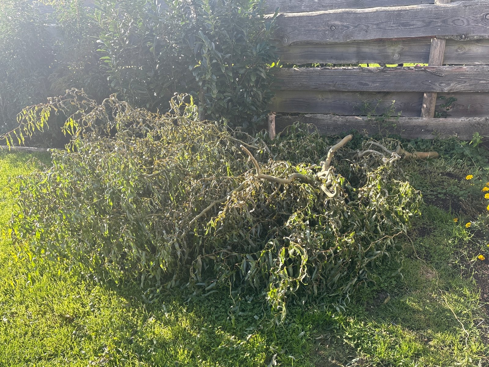 Krulwilgen, Ophalen, Gebruikt