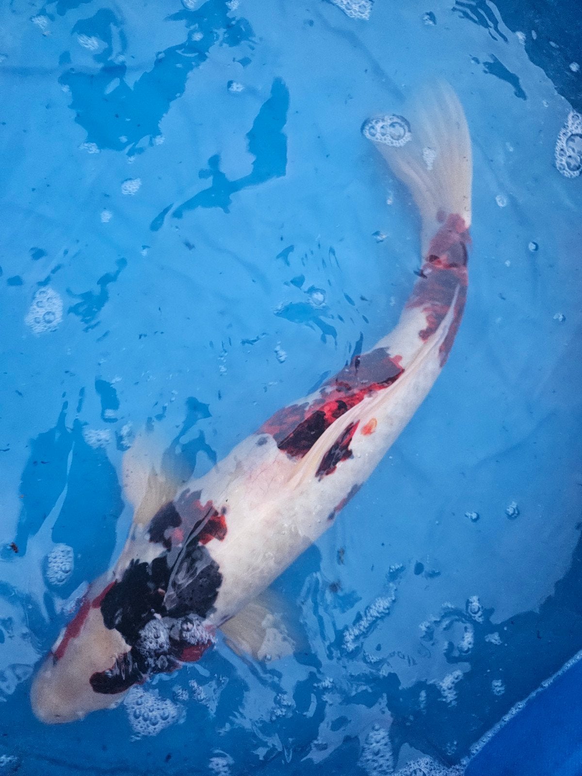 Koi karper ca 55 cm Nishikigoi