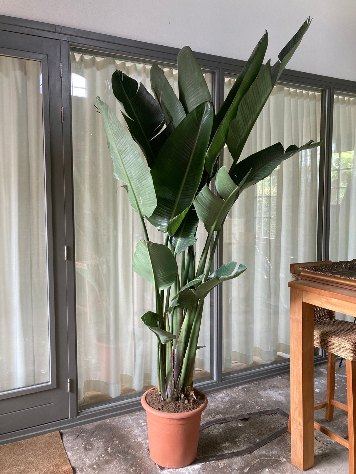 Strelitzia Augusta 270 cm. (Paradijsvogelplant), Ophalen, Volle zon, 200 cm of meer