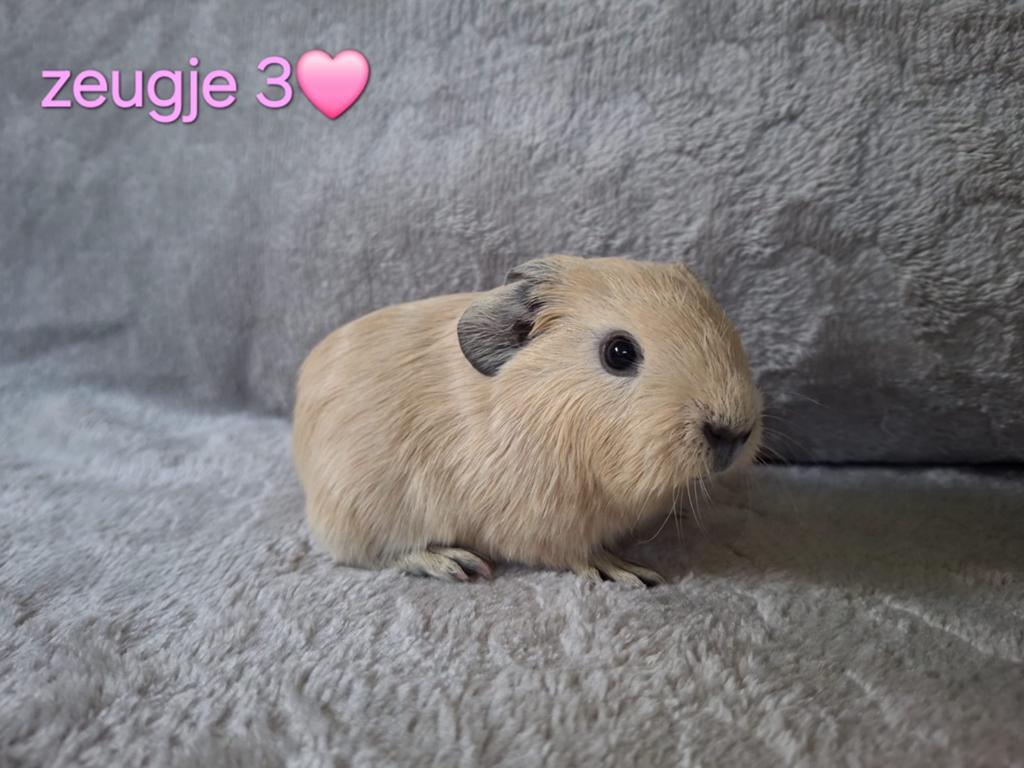 Cavia zeugje, Cavia, Vrouwelijk, Mei, Tam