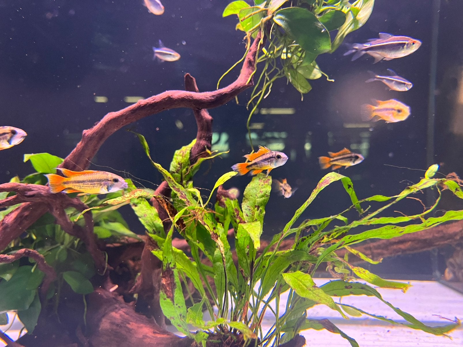 Apistogramma cacatuoides, Vis