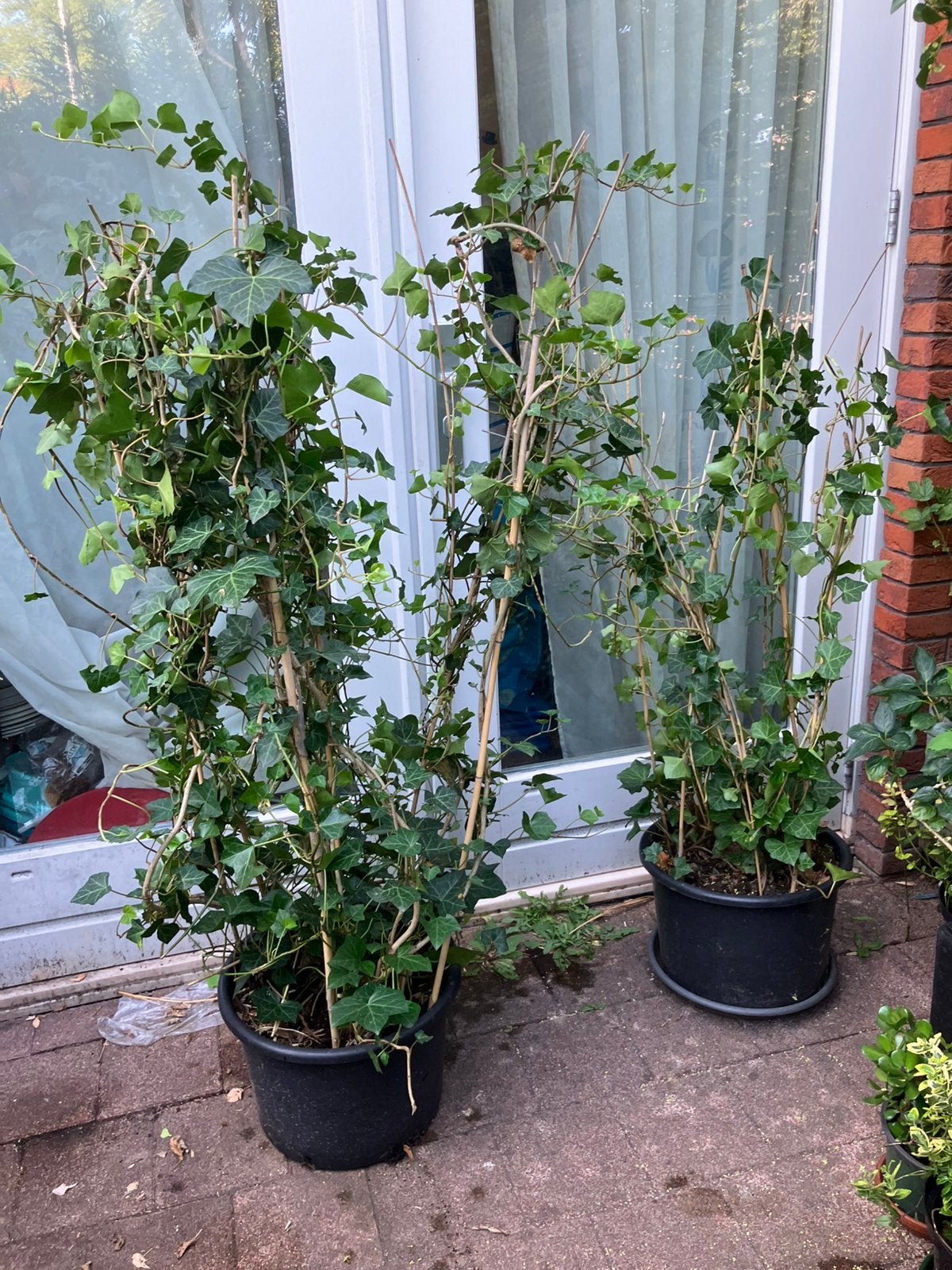 2 klimplanten in pot (tuinplanten), Tuin en Terras, Planten | Struiken en Hagen, Ophalen, Minder dan 100 cm