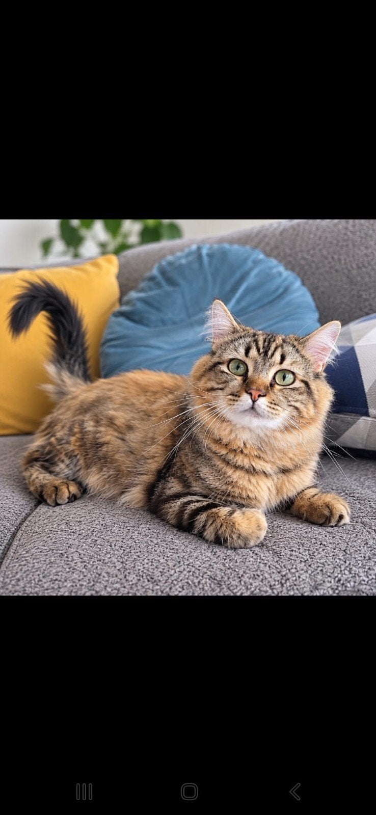 Britse langhaar kitten 6,5 maand jong, Dieren en Toebehoren, 0 tot 2 jaar