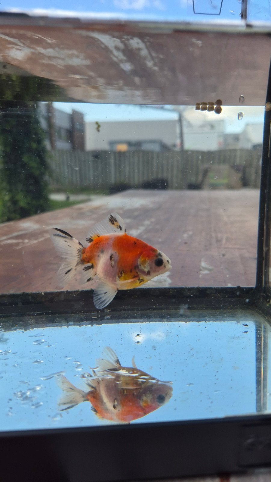 Ryukin goudvis, Dieren en Toebehoren, Vis