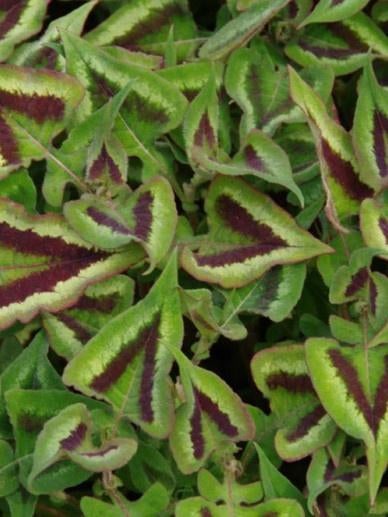vaste planten: Persicaria microcephala, purple fantasy p9, Tuin en Terras, Planten | Tuinplanten, Ophalen, Bodembedekkers, Vaste plant