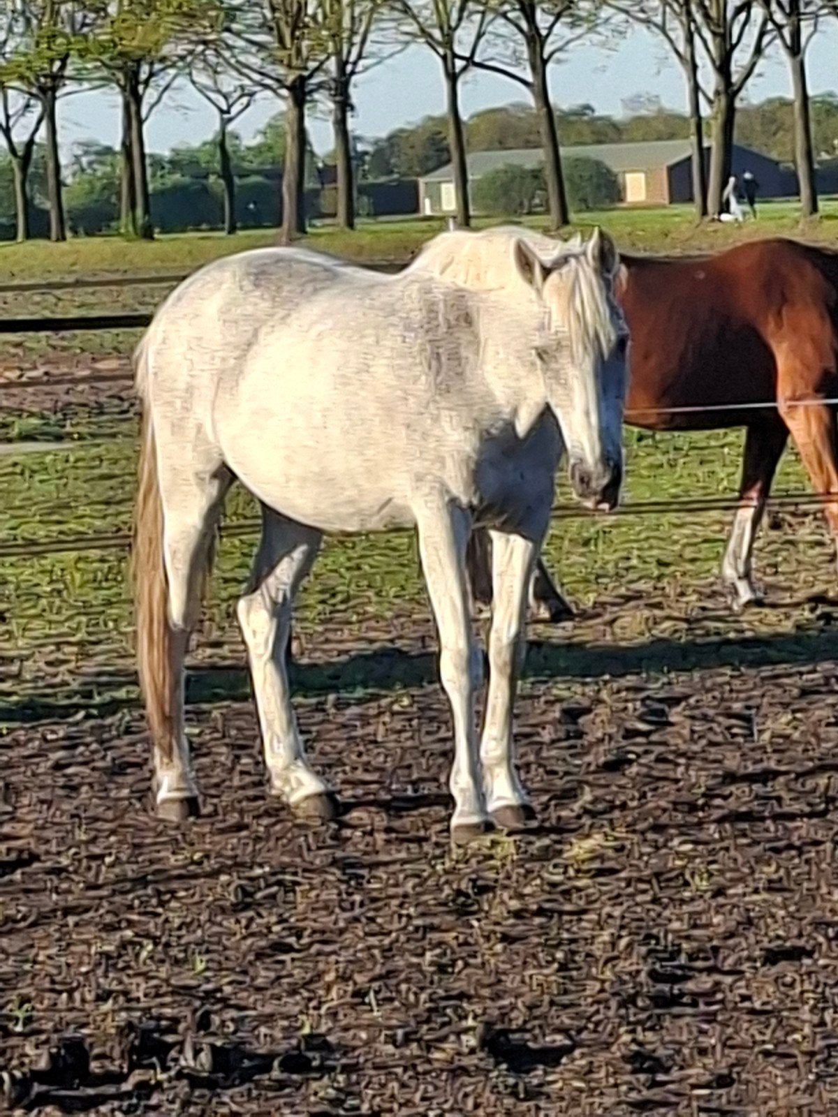 Leuke knappe ruin te koop of lease, Ruin