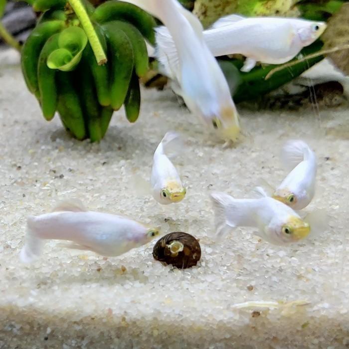 Lebistes reticulatus, Vis