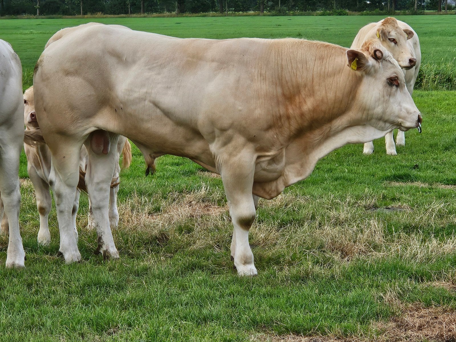 Blonde d Aquitaine dekstier BAC, Dieren en Toebehoren, Mannelijk, 0 tot 2 jaar