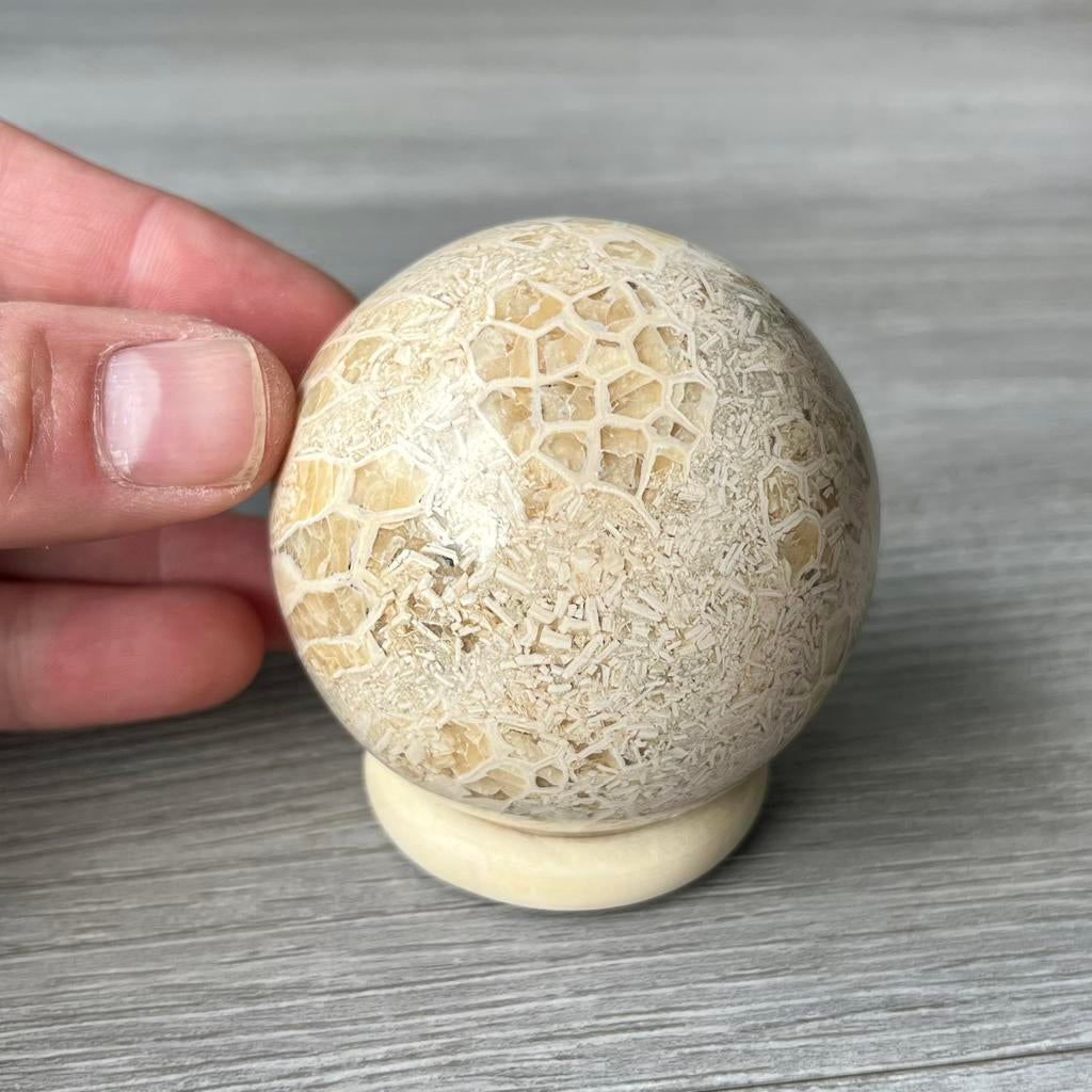 Fossiel koraal bol – uniek patroon – 325g – Australië, Verzamelen, Mineralen en Fossielen, Ophalen of Verzenden, Fossiel